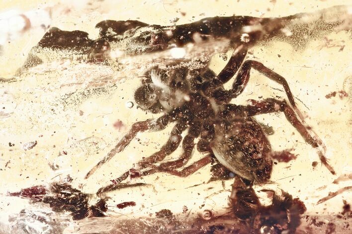 Detailed Fossil Jumping Spider (Salticidae) In Baltic Amber #321716